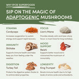 Mushroom Matcha (1 Pack - 30 Servings) - C5BM