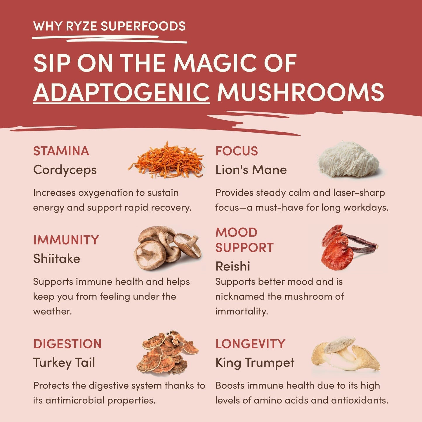 Mushroom Chai (1 Pack - 20 Servings) - JVO9