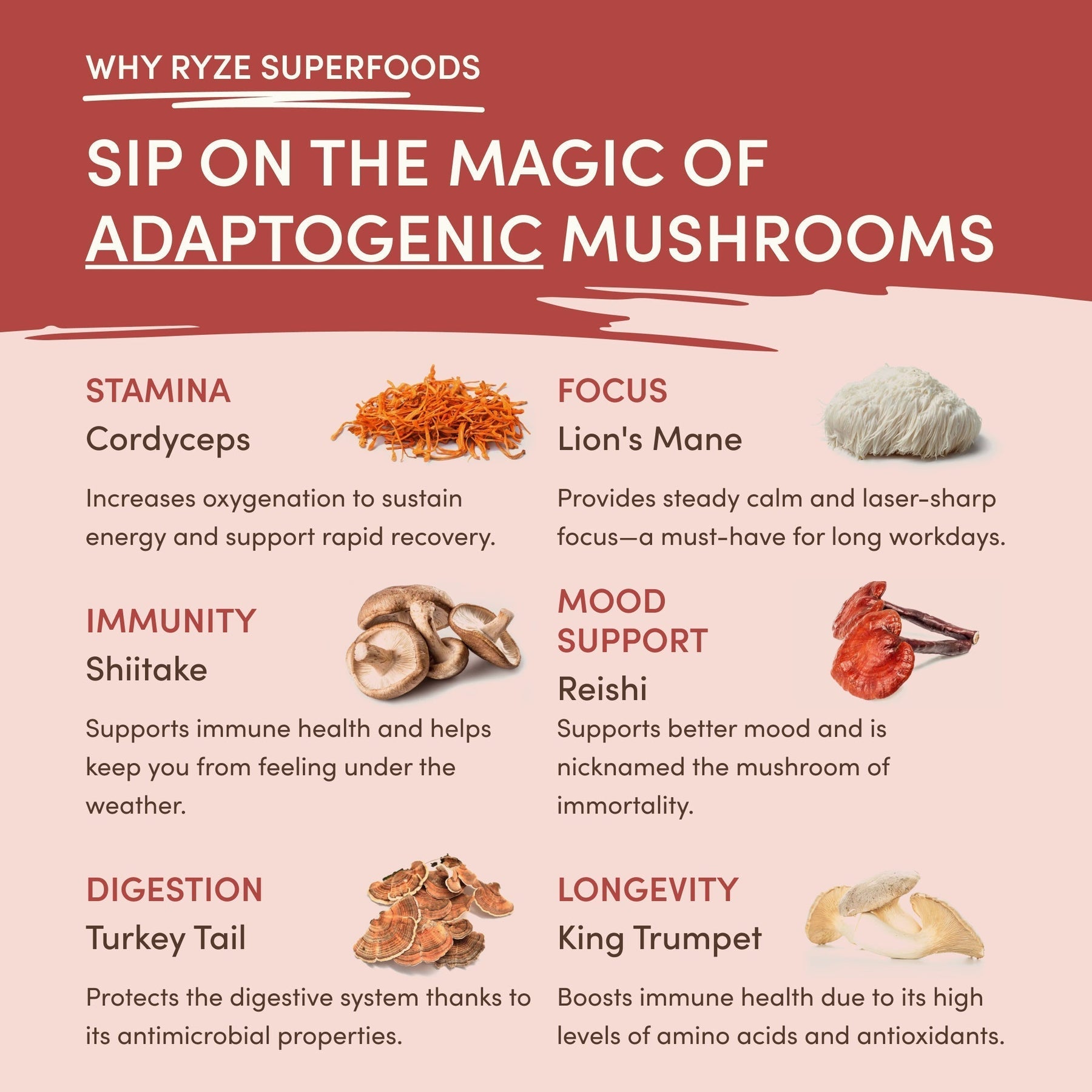 Mushroom Chai (1 Pack - 20 Servings) - JVO9